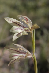 Gladiolus hyalinus