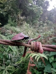 Cyrtonota textilis
