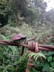 Cyrtonota textilis