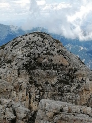 Pyrrhocorax graculus