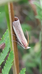 Oncocera semirubella