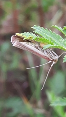 Oncocera semirubella