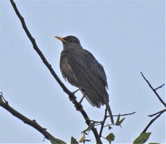 Turdus pelios