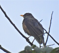 Turdus pelios