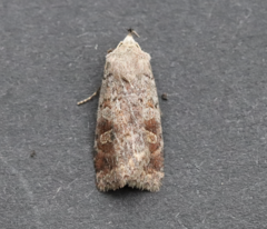 Diarsia dislocata