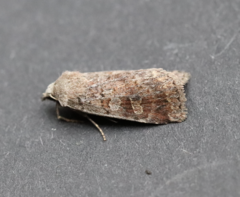 Diarsia dislocata