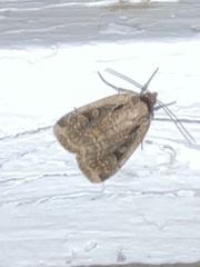 Eueretagrotis sigmoides