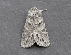 Andropolia contacta