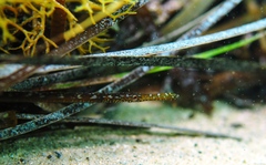 Stigmatopora narinosa