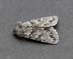 Andropolia contacta