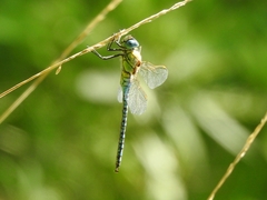 Aeshna affinis