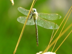 Aeshna affinis