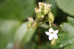 Sullivantia hapemanii