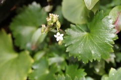 Sullivantia hapemanii