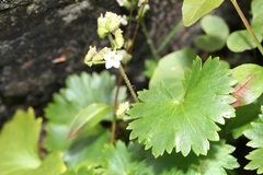 Sullivantia hapemanii