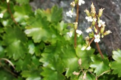 Sullivantia hapemanii