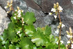 Sullivantia hapemanii