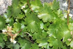 Sullivantia hapemanii