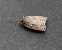 Acleris maccana