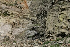 Sullivantia hapemanii