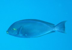 Acanthurus mata