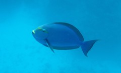 Acanthurus mata
