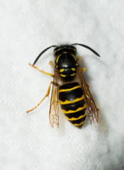 Vespula alascensis