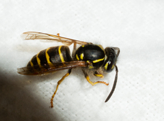 Vespula alascensis