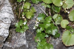 Sullivantia hapemanii