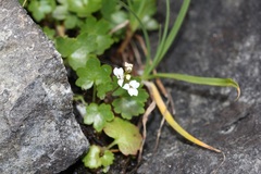 Sullivantia hapemanii