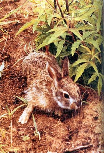 Hainan Hare (Lepus hainanus) — Endangered Mammalia