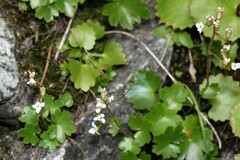 Sullivantia hapemanii