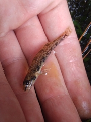 Etheostoma stigmaeum