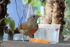 Turdus leucomelas