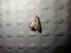 Neocataclysta magnificalis