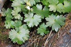 Sullivantia hapemanii