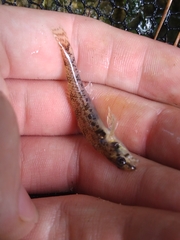 Etheostoma stigmaeum