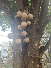 Couroupita guianensis