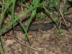 Limax cinereoniger