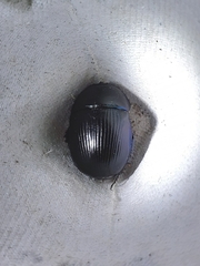 Geotrupes spiniger