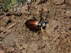 Pterostichus bicolor