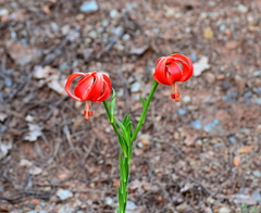Lilium chalcedonicum