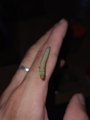 Argyrosticta decumana