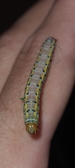 Argyrosticta decumana