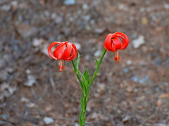 Lilium chalcedonicum