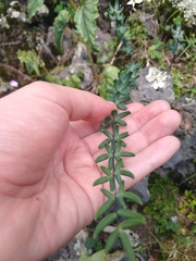 Pellaea ternifolia