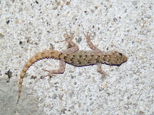 Mediterranean Thin-toed gecko, Mediodactylus kotschyi