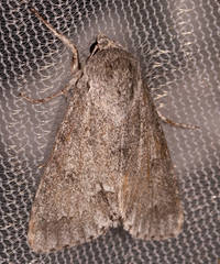 Acronicta americana
