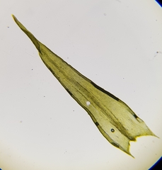Racomitrium fasciculare