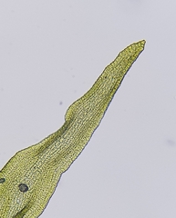 Racomitrium fasciculare